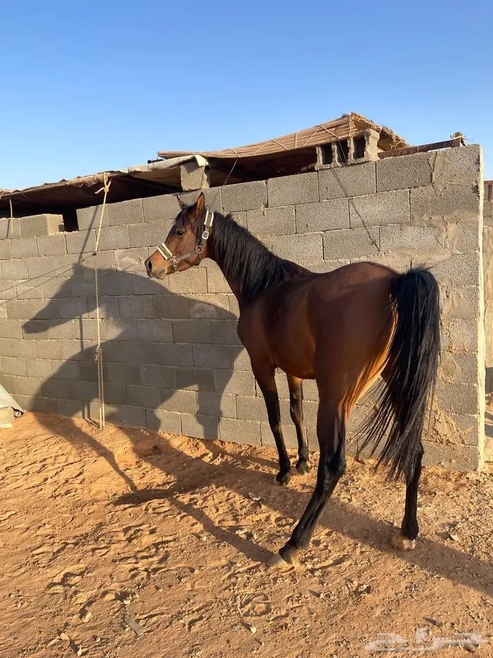 فرس واهو فاخره 8