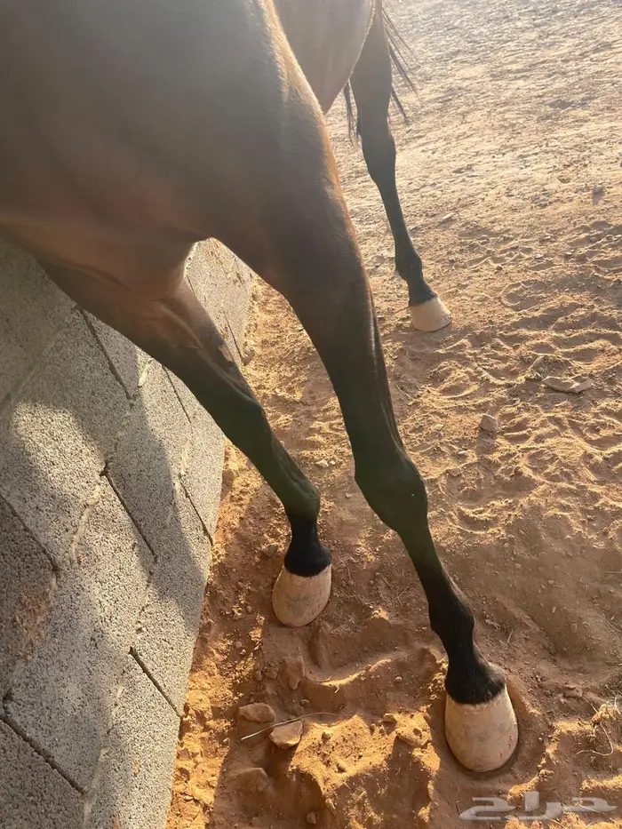 فرس واهو فاخره 9