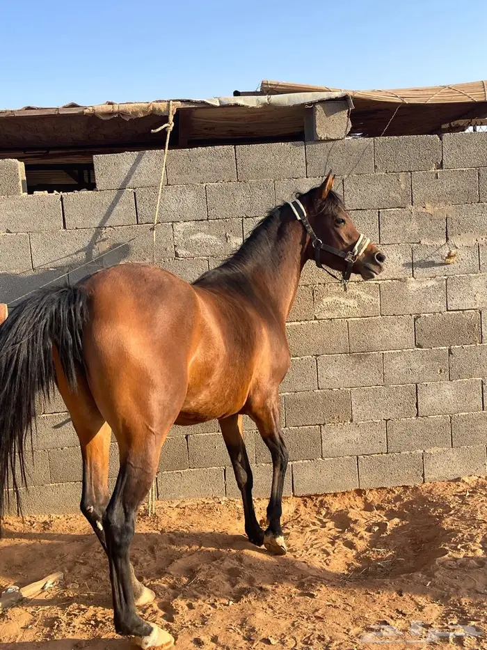 فرس واهو فاخره 6