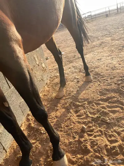 فرس واهو فاخره index