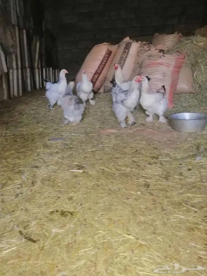 دجاج براهما بشاير 0