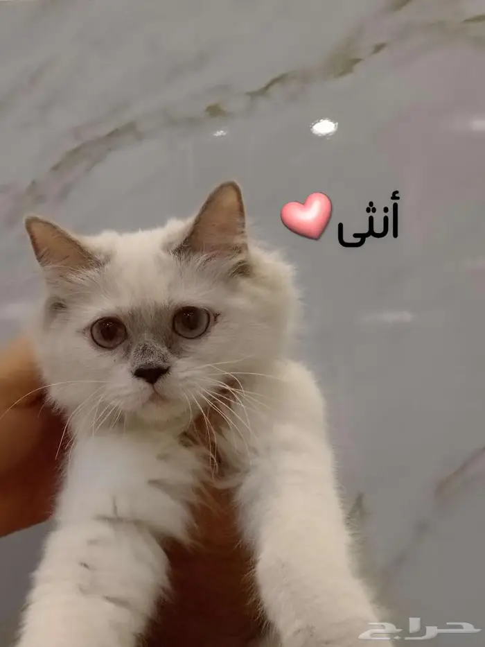 قطط للبيع 1