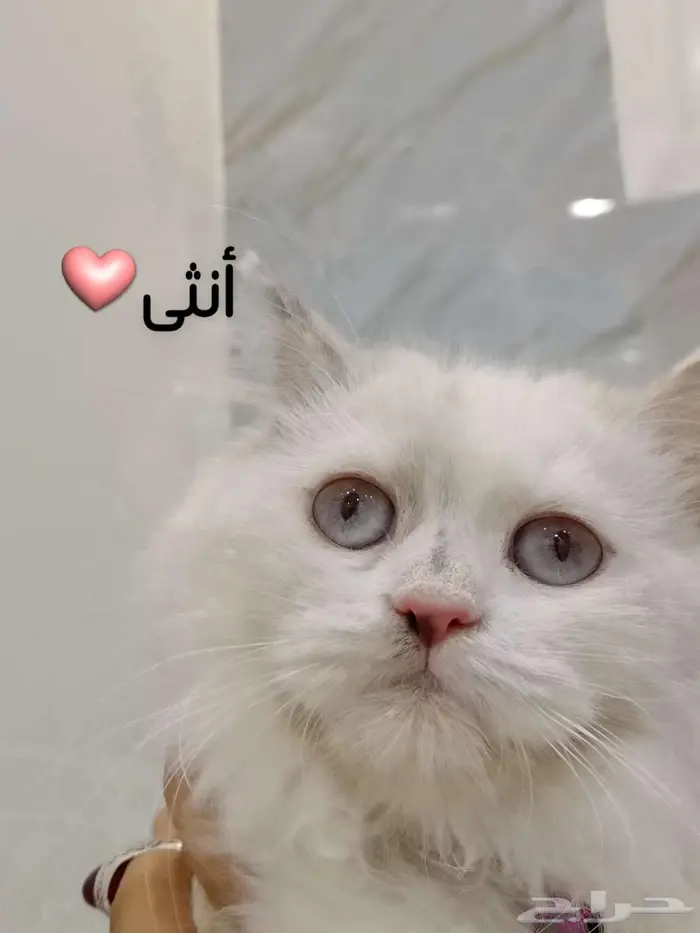 قطط للبيع 3