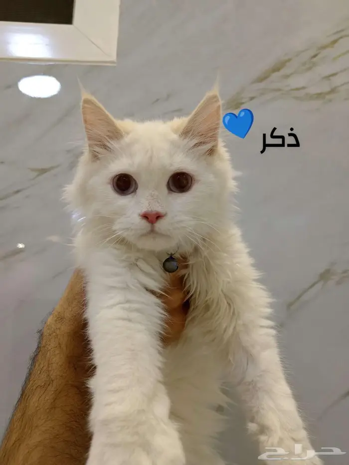 قطط للبيع 5
