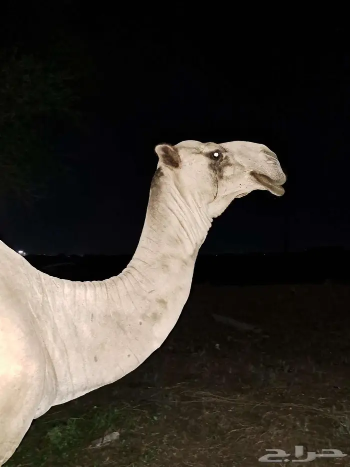 جمل للبيع 0