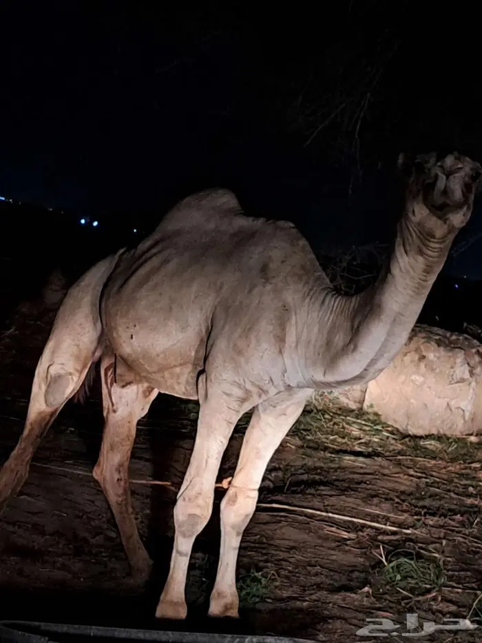 جمل للبيع 2