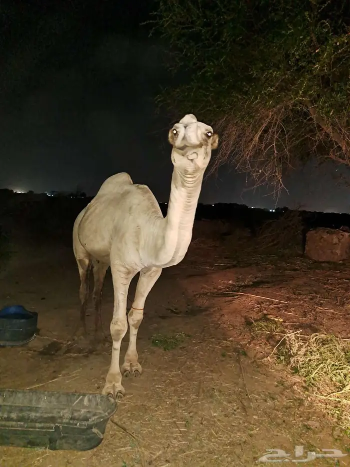 جمل للبيع 1
