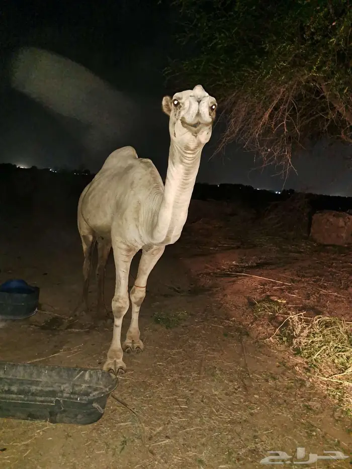 جمل للبيع 5