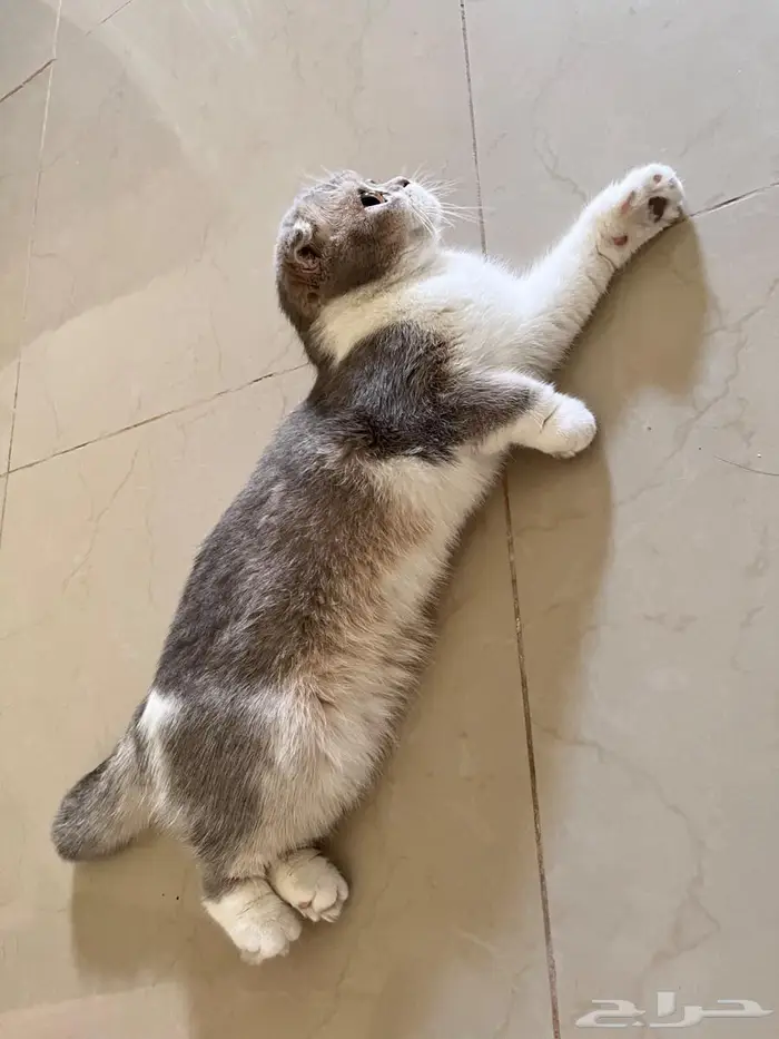 إستمارة بيع قطه 3