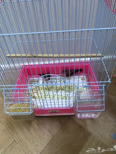 عصافير زينه زوج index