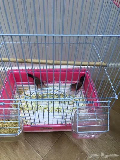 عصافير زينه زوج index