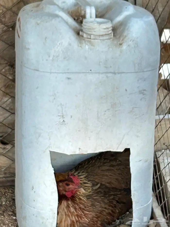 دجاجه فريه 1