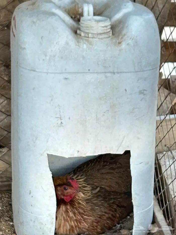 دجاجه فريه 2