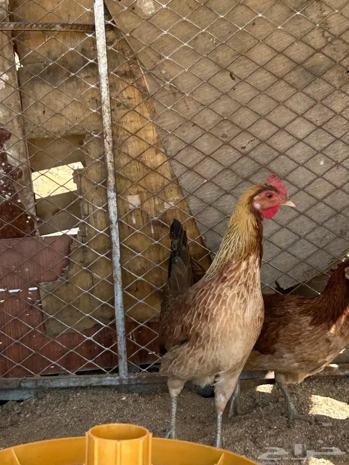 دجاجه فريه 0