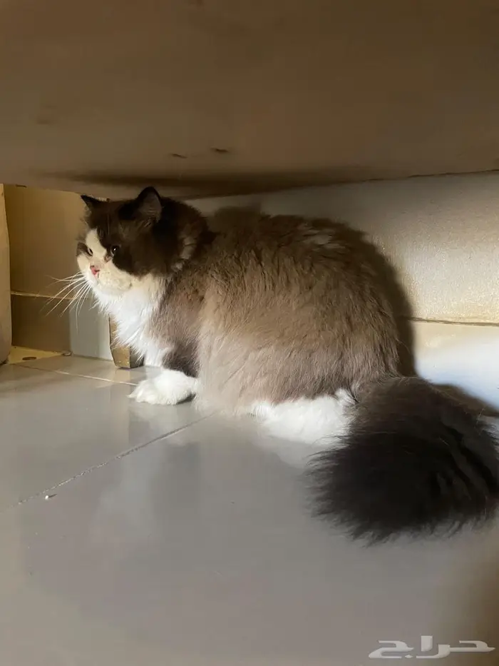 قط ذكر لتبني 0