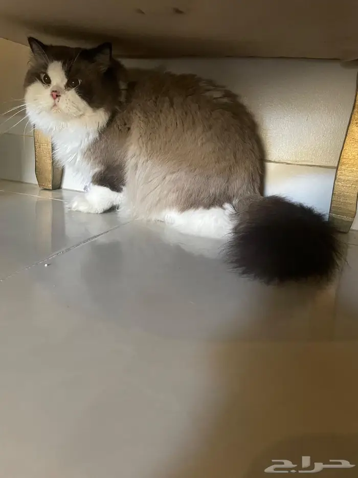 قط ذكر لتبني 1