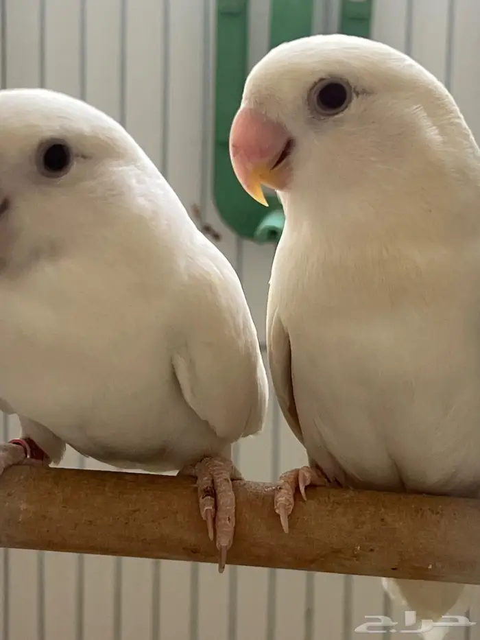 جوز روز منتج ابيض عيونه حمر 0