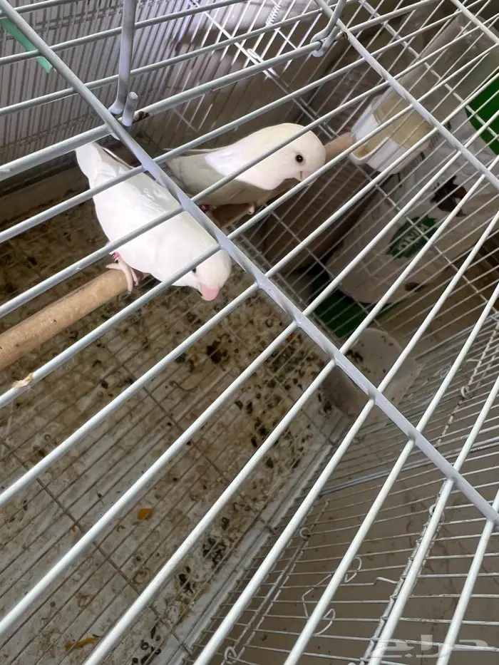 جوز روز منتج ابيض عيونه حمر 2