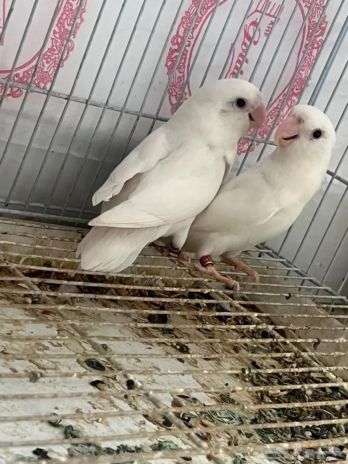 جوز روز منتج ابيض عيونه حمر 1