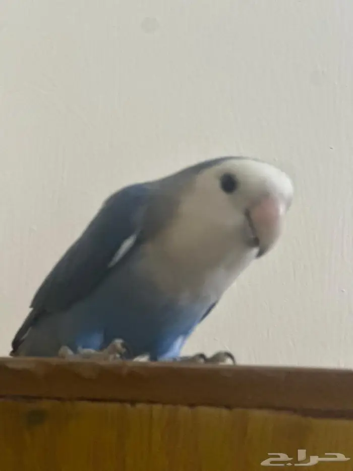 روز ذكر انتاج 1