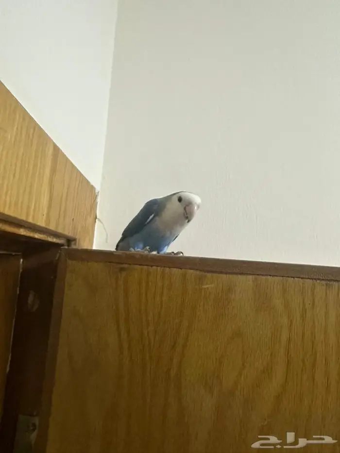 روز ذكر انتاج 0