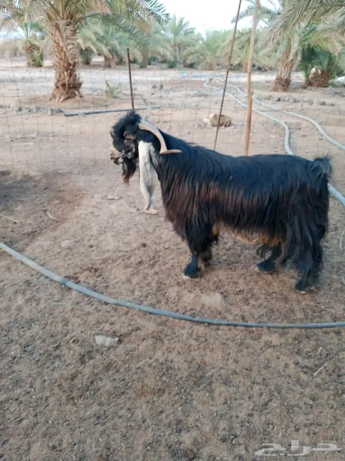 تيس عارضي للبيع 0