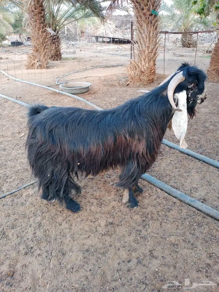 تيس عارضي للبيع 1