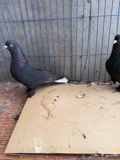 جوز تركي index