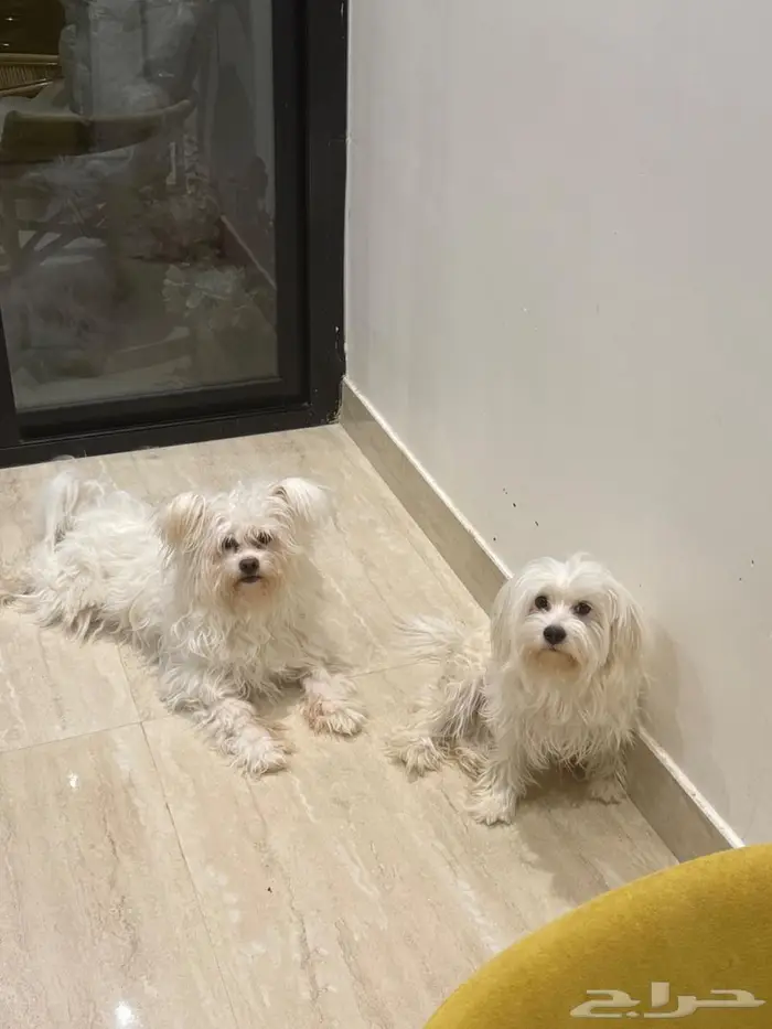 مالتيز للبيع 4