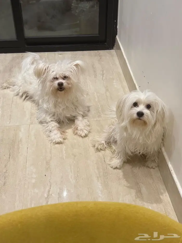 مالتيز للبيع 0