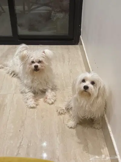 مالتيز للبيع index