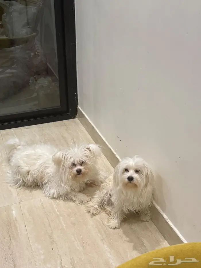 مالتيز للبيع 2