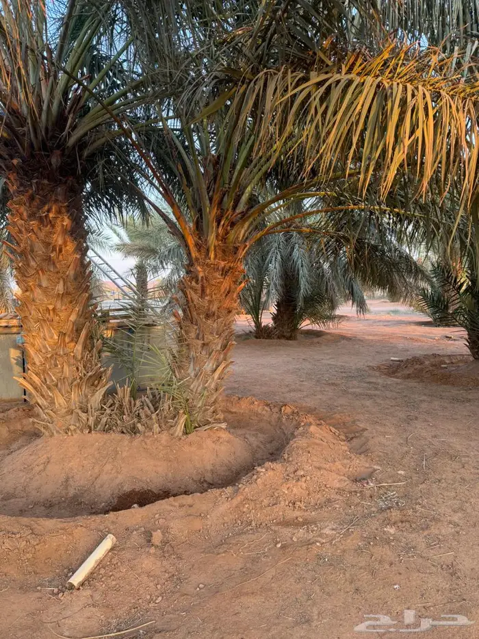 جثيث مكتومي كبير ومنتج 2