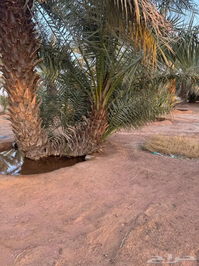 جثيث مكتومي كبير ومنتج 1