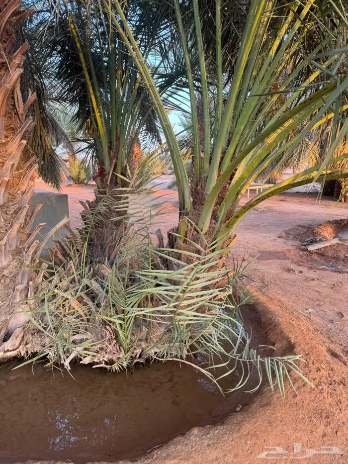 جثيث مكتومي كبير ومنتج 0