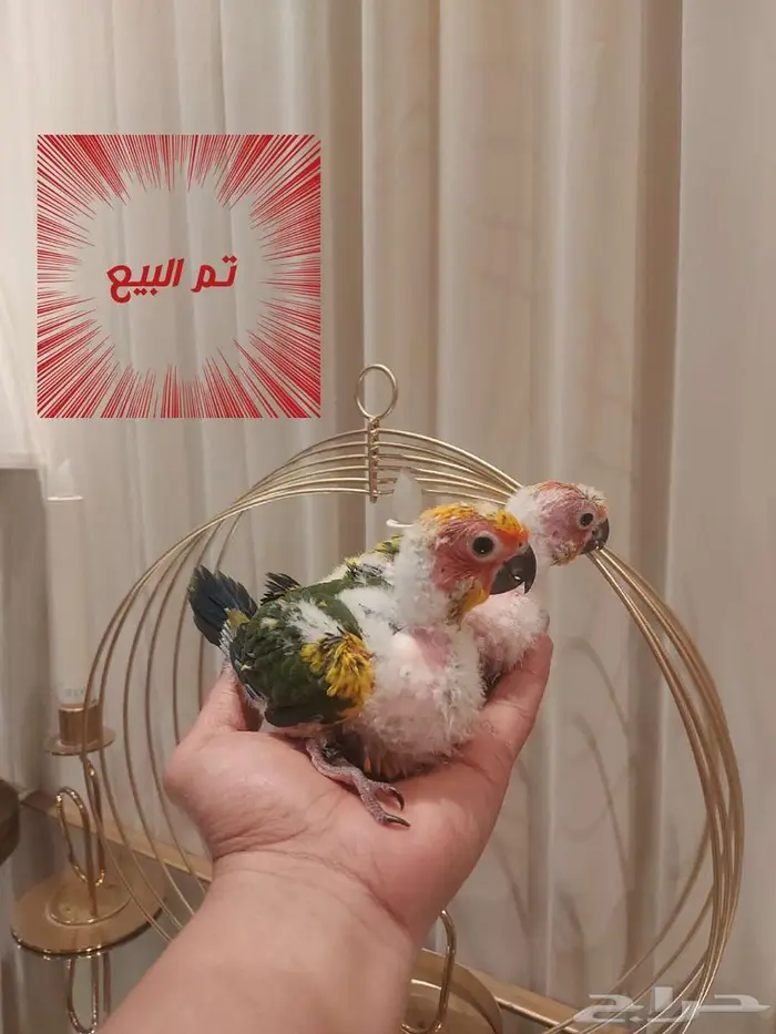 مجموعة فروخ 0