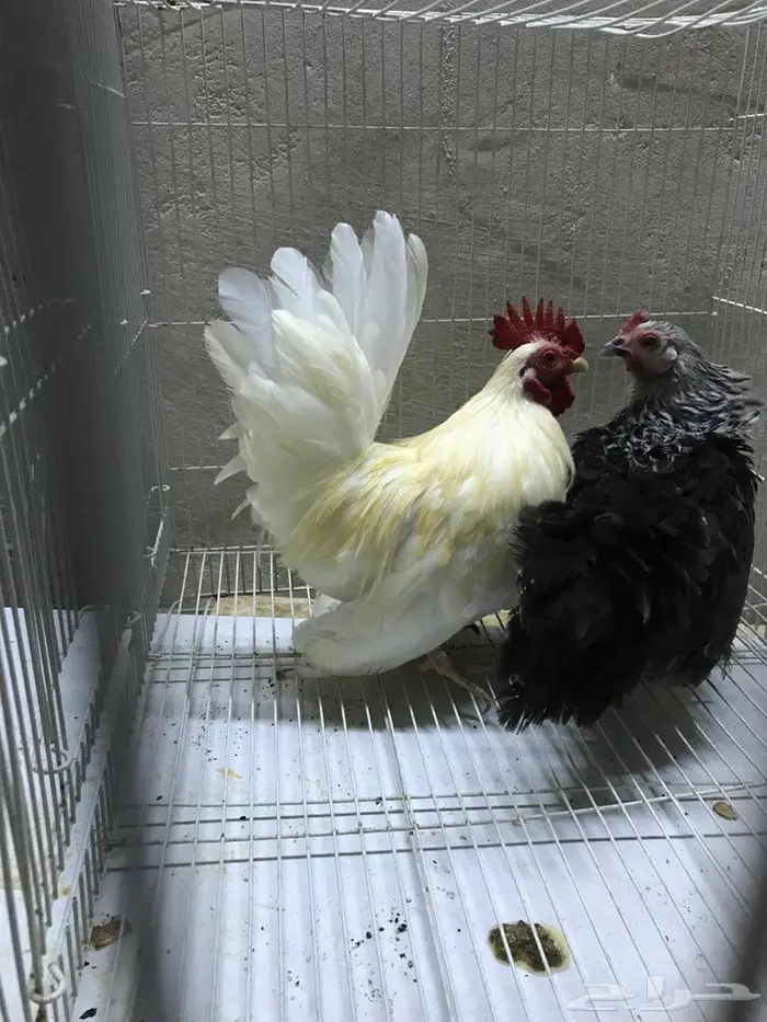 ديك ودجاجه جبنيز قزم 0