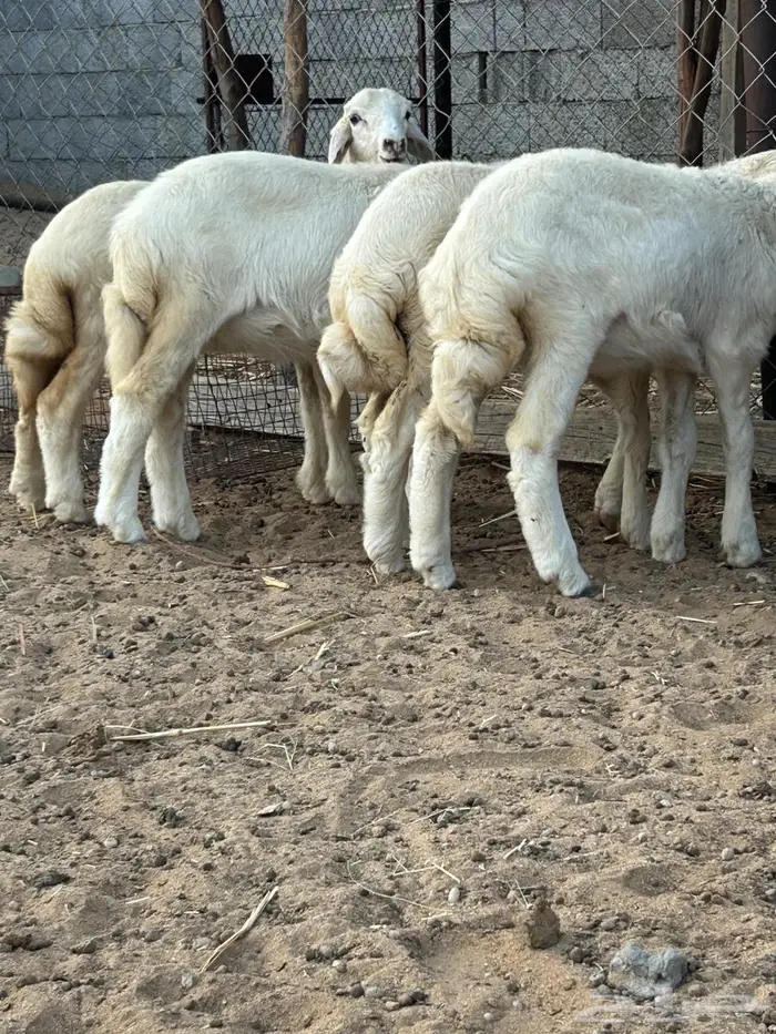 بهم نظيف على الشرط رخال عددهم اربعه 0