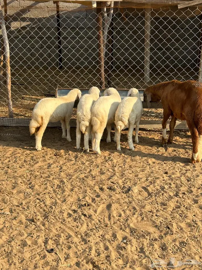 بهم نظيف على الشرط رخال عددهم اربعه 2