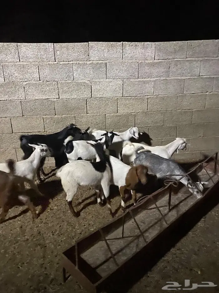 تيوس صغار لبانيه ثلاثه شهور ونص 1