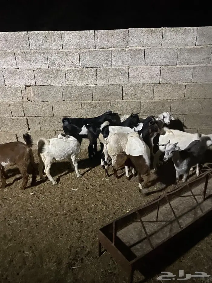 تيوس صغار لبانيه ثلاثه شهور ونص 0