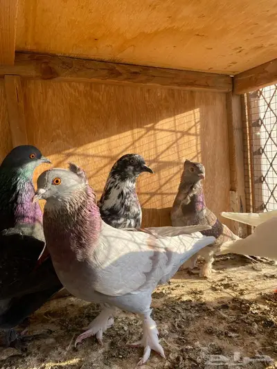 حمام مشكل index