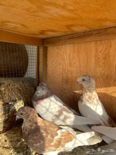 حمام مشكل index