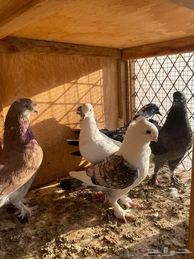 حمام مشكل index