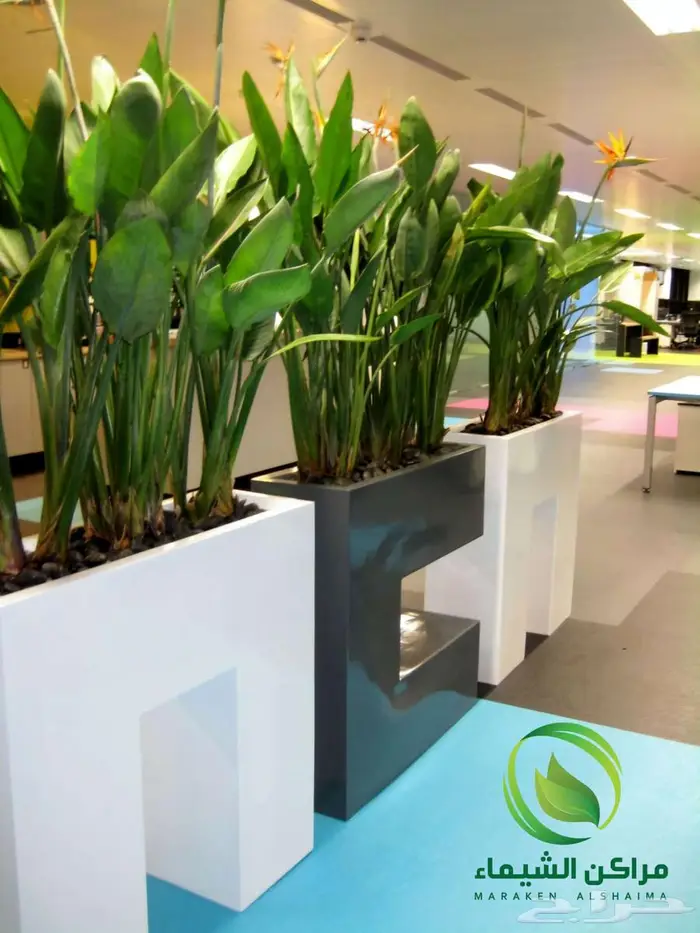 احواض زرع جاهزة جملة فايبر ومراكن للاشجار الباحة 40