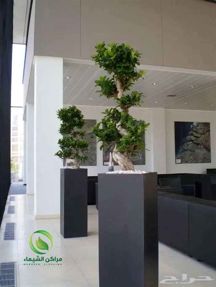 احواض زرع جاهزة جملة فايبر ومراكن للاشجار الباحة 44