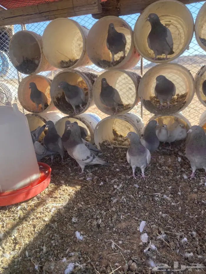 للبيع حمام سلفر عشه وحده 15 جوز 1