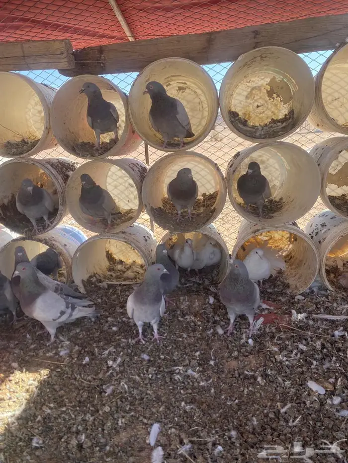 للبيع حمام سلفر عشه وحده 15 جوز 0