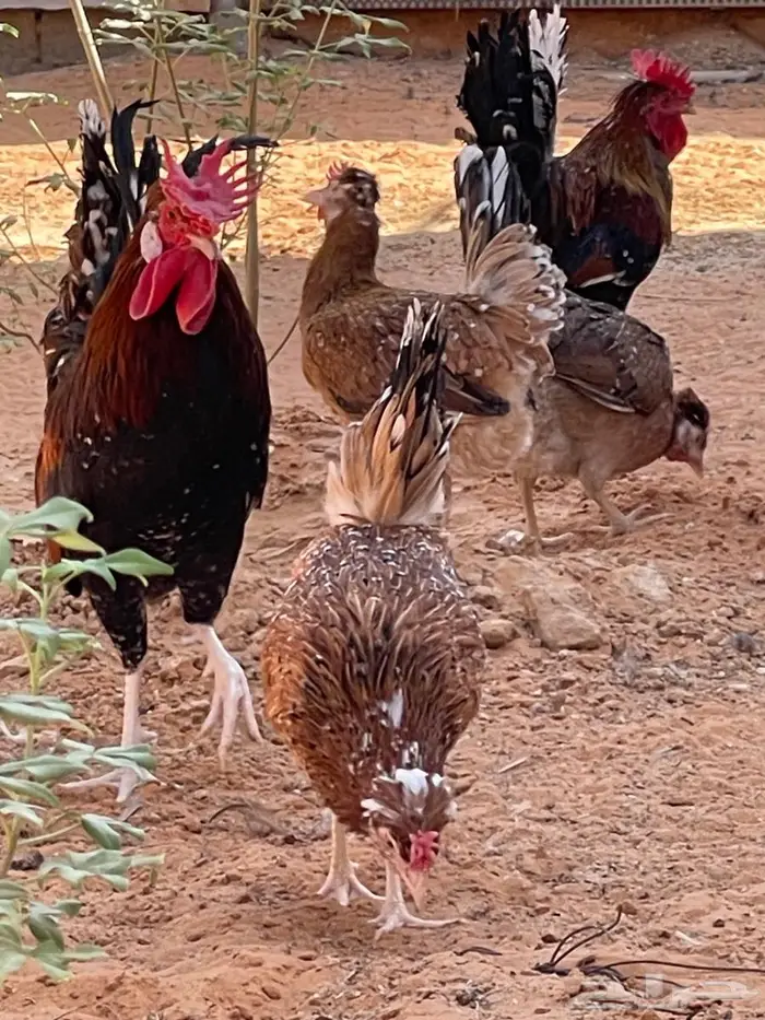 دجاج عربي مكنتوش 1