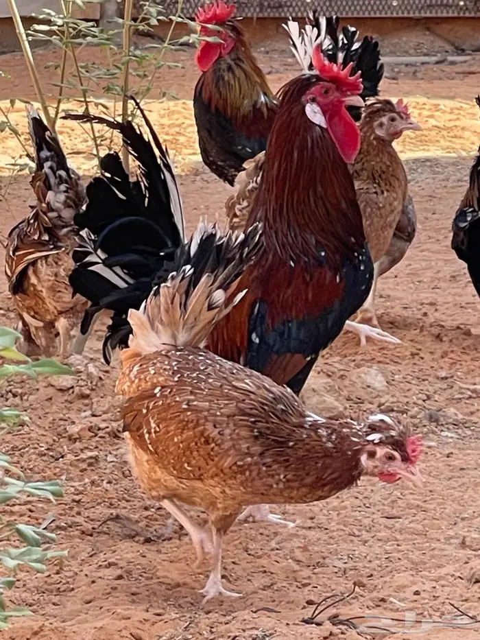 دجاج عربي مكنتوش 0